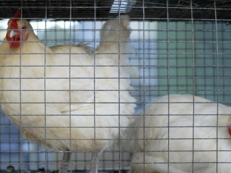Украинские производители мяса птицы готовы выйти на европейский рынок – Яценюк