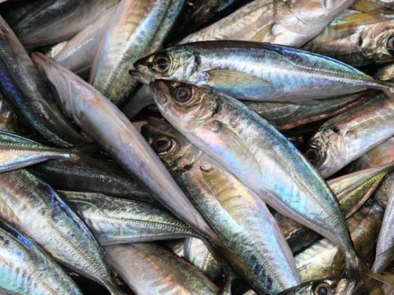 С начала года вылов рыбы в Украине сократился на 22% &#8212; Госстат