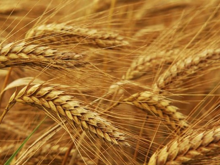 Вследствие правительственных реформ сельское хозяйство потеряет до 40% прибыли- Симоненко