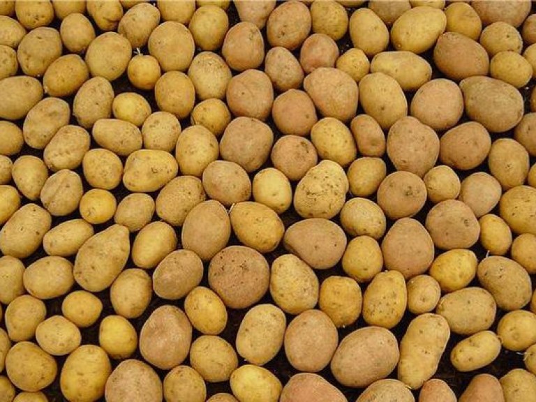 Россельхознадзор запретил ввоз в РФ партии украинского картофеля