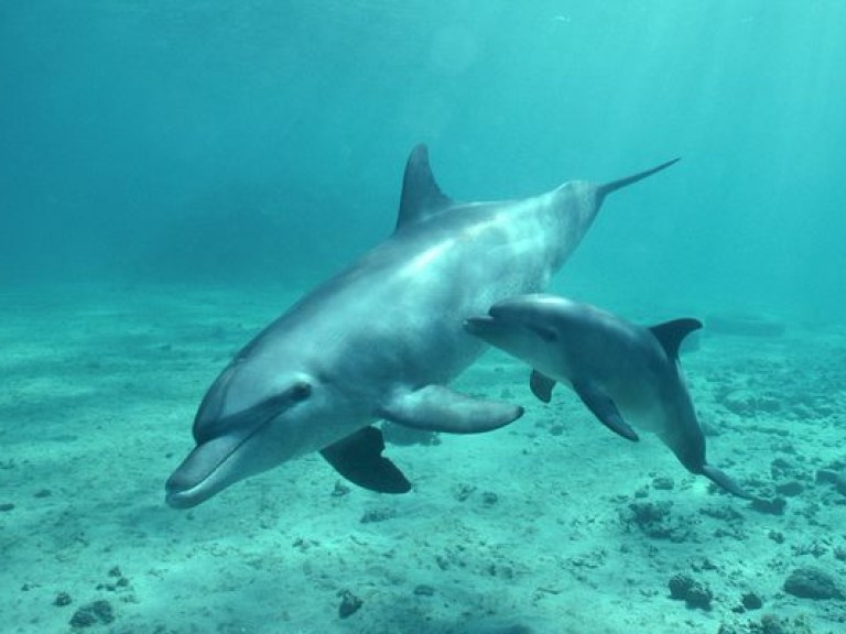 Родившегося в донецком дельфинарии малыша назвали Мир