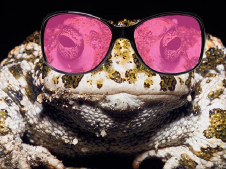 Астролог: Символом дня выборов станет жаба в розовых очках