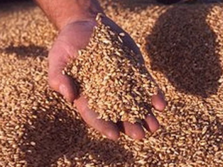 Производство зерна в нынешнем году будет меньшим, чем в предыдущем &#8212; Томич