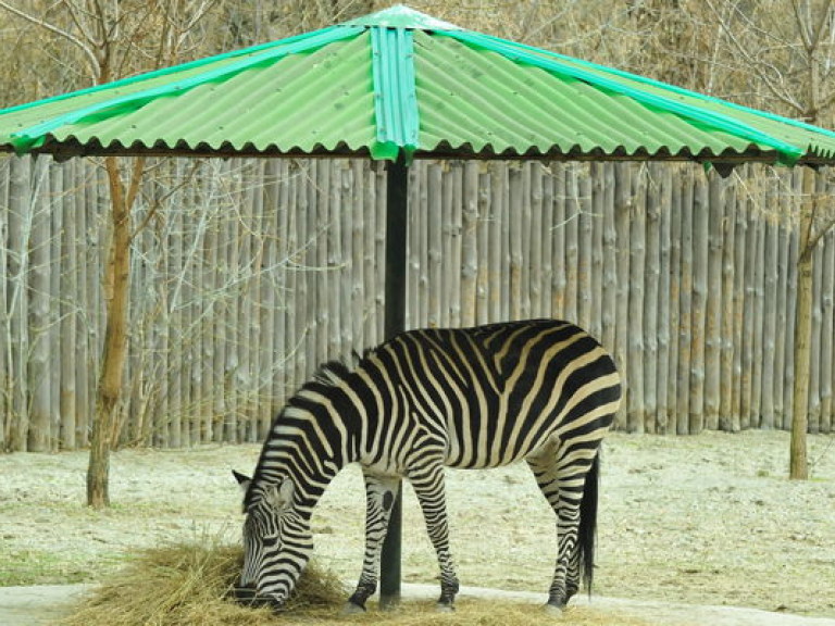 Биологи выяснили, зачем зебрам полоски