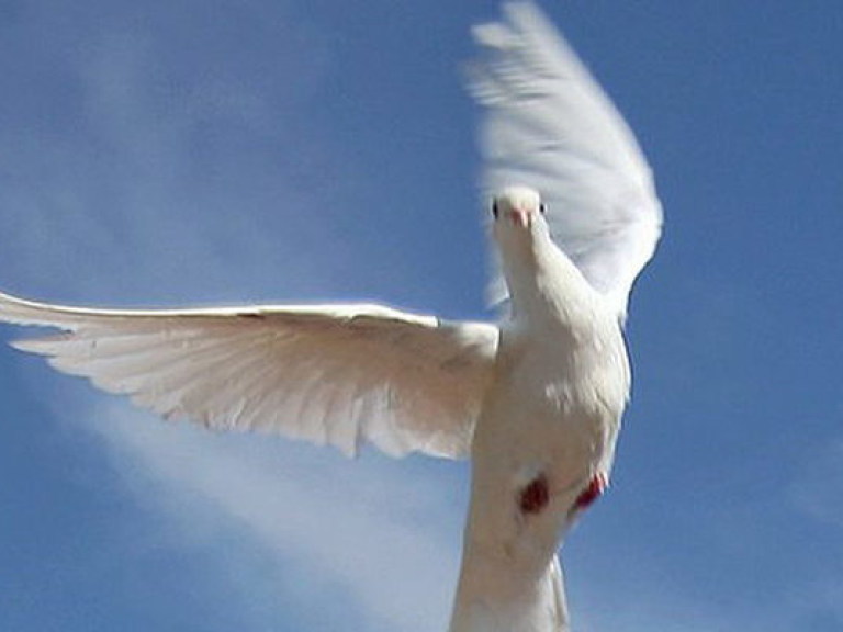 Ученые выявили у голубей человеческие способности