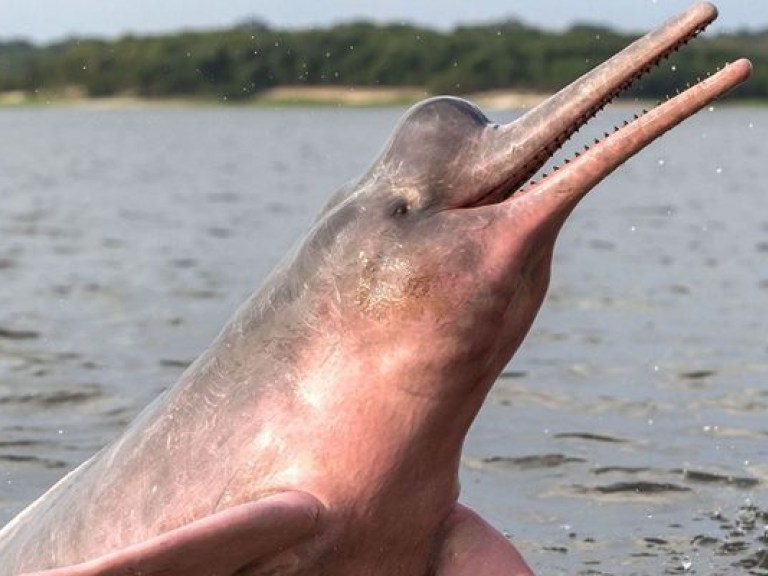 Речные дельфины найдены впервые за 100 лет в Бразилии