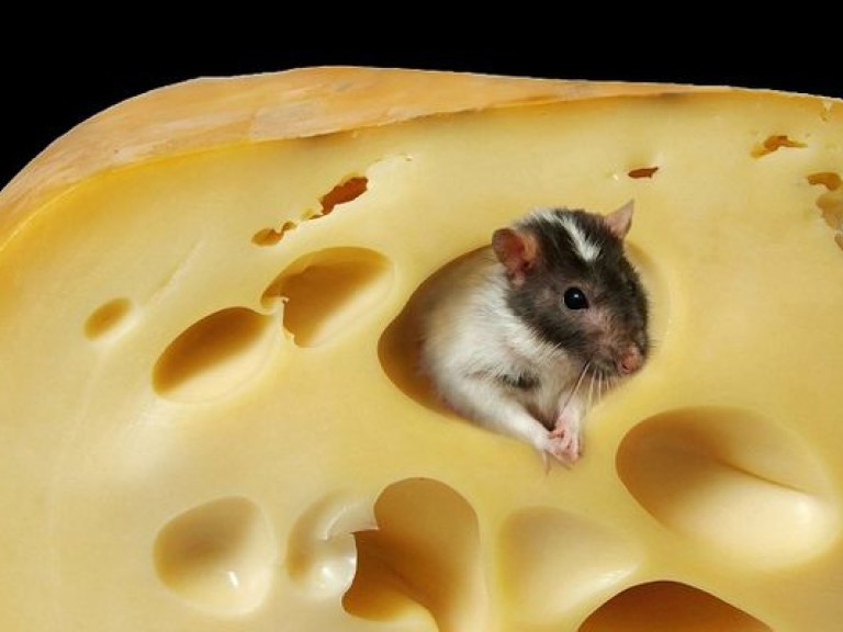 Сыр поможет преодолеть бессонницу