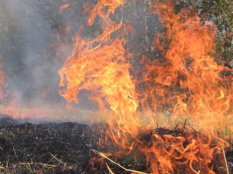В Херсонской области загорелось 150 гектаров леса