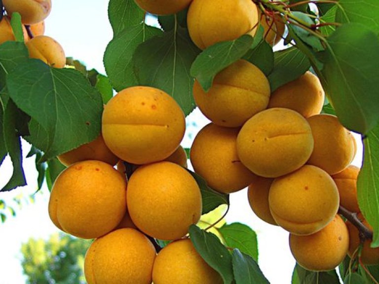 Т. Гетьман: «В нынешнем году кардинально снизился урожай абрикосов, персиков, вишни и черешни»