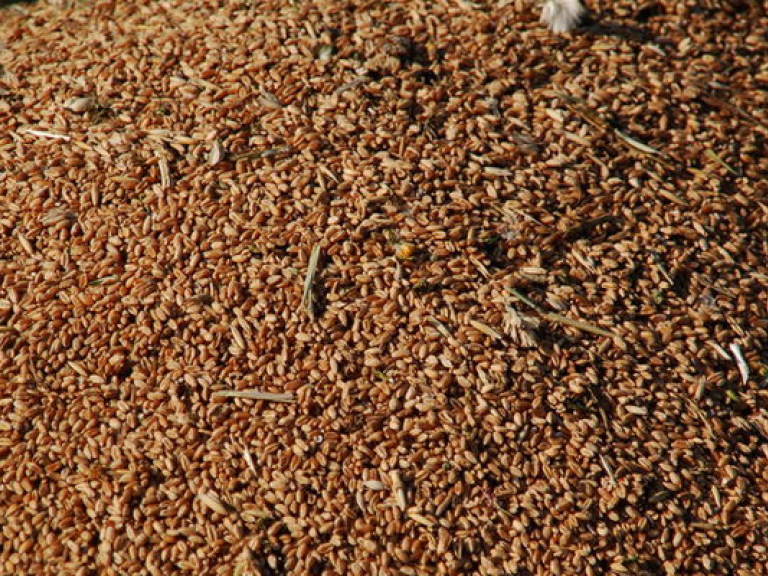 Война и агропром: выращенное зерно может «застрять» в Украине