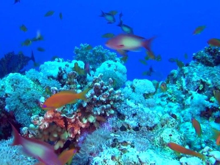 Кораллы Карибского моря могут стать мертвецами