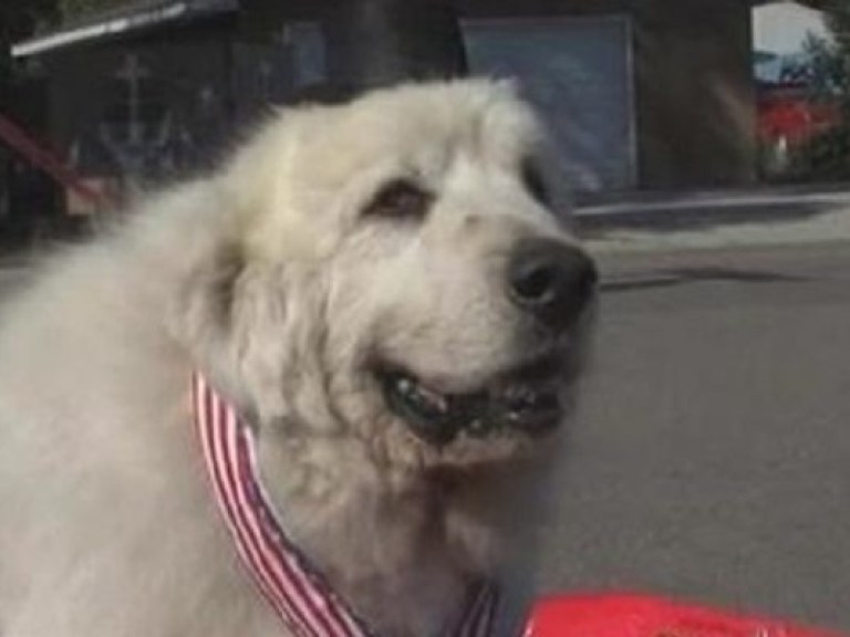 В Миннесоте мэром поселка избран пес