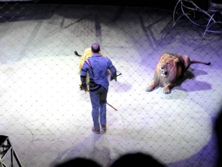В перуанском цирке произошло жуткое ЧП со львом (ВИДЕО)