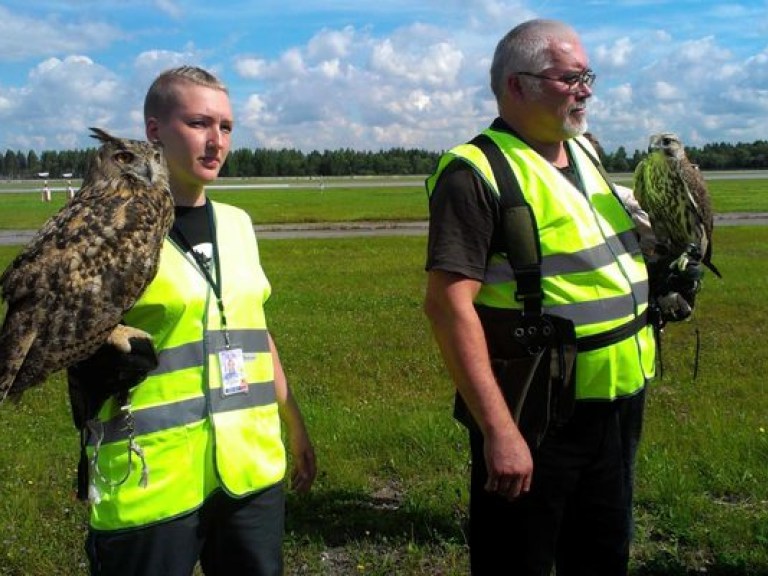 Аэропорты Нидерландов будут защищать птицы-роботы