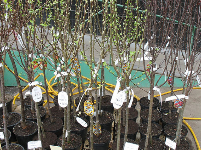 Эколог: «Киевзеленстрой» приобрел саженцы-сорняки по завышенным ценам