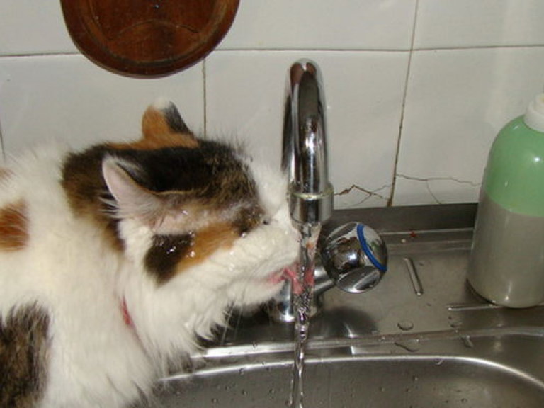 «Киевводоканал» может отказаться от использования хлора для очистки воды