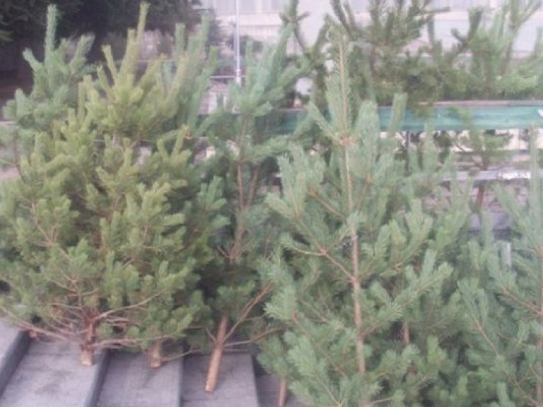 На Прикарпатье уже выбрали главную елку страны