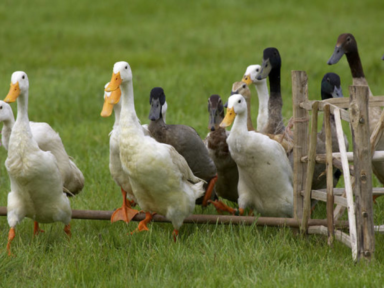 На утиной ферме в Англии зафиксирован случай птичьего гриппа