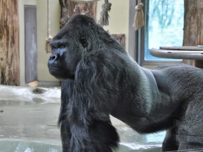 В Киевском зоопарке открыли новый вольер для гориллы