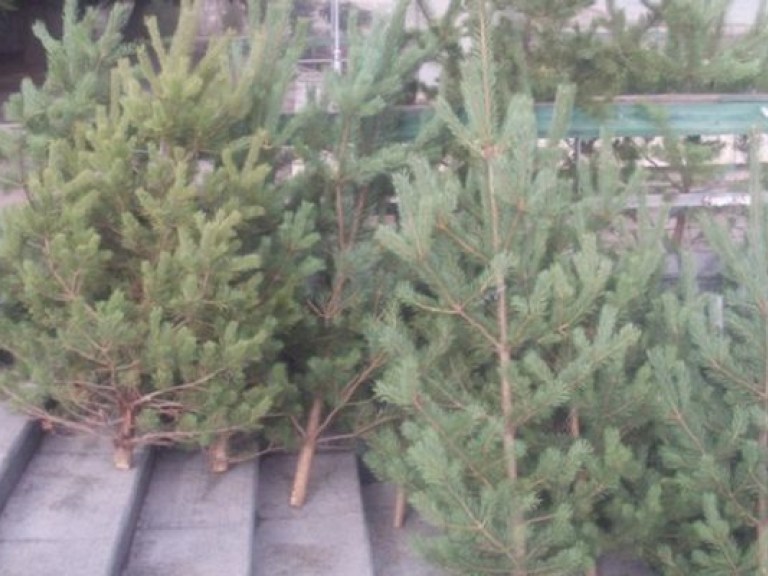 Главную елку страны привезут в Киев через неделю