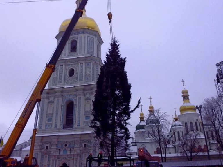 После новогодних праздников киевскую елку распилят и продадут на аукционе