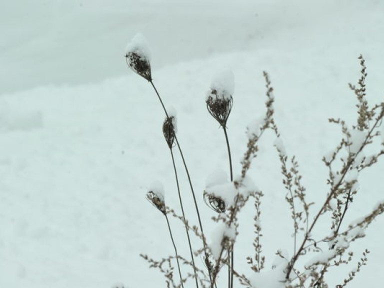 Спрогнозировать ущерб от влияния морозов на сельхозкультуры можно будет в конце января – эксперт