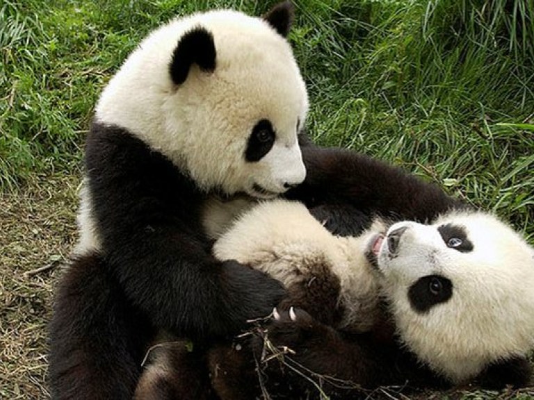 Экологи предсказали пандам массовое вымирание