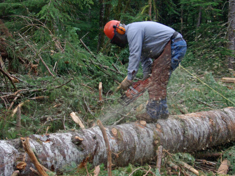 Депутаты проголосовали за запрет экспорта леса-кругляка на 10 лет