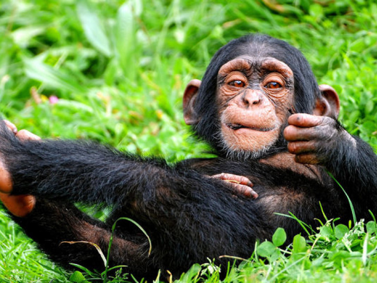 Шимпанзе способны выучить иностранный язык подобно людям &#8212; исследование (ВИДЕО)