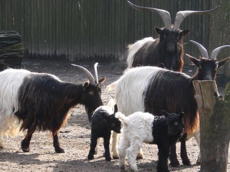 В киевском зоопарке пополнение: родились валлийские козлята