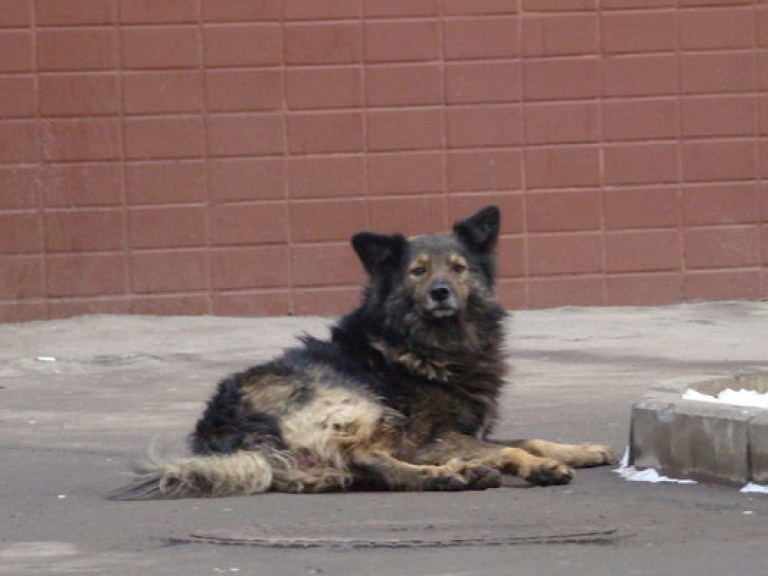 В Киеве массово расстреливают бездомных собак &#8212; волонтер