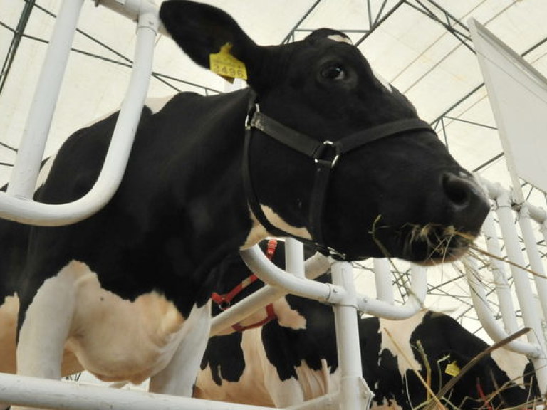 Эксперт: Из-за удорожания выращивания скота, животноводы могут начать вырезать поголовье