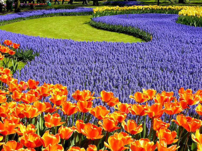 В Киеве в конце апреля на Певческом поле зацветут 300 тысяч тюльпанов