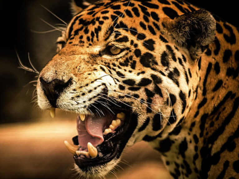 В частном зоопарке Харькова на женщину напал ягуар
