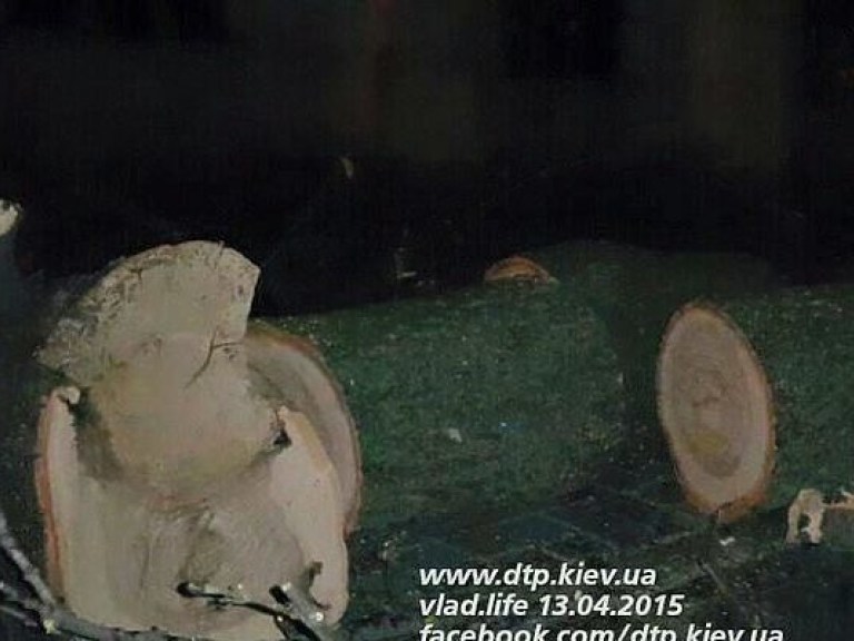 Возле метро «Арсенальная» огромное дерево упало на провода и дорогу