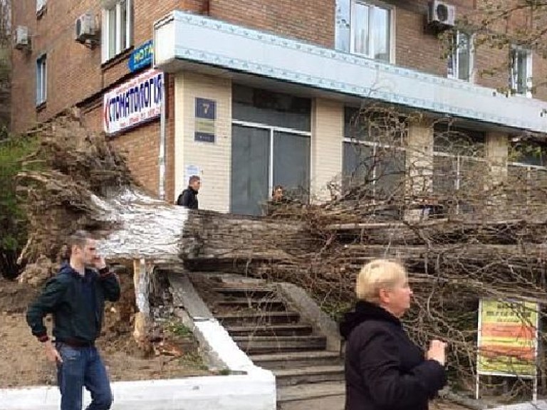 Киевляне: упавшие деревья тяжело травмировали двух девушек