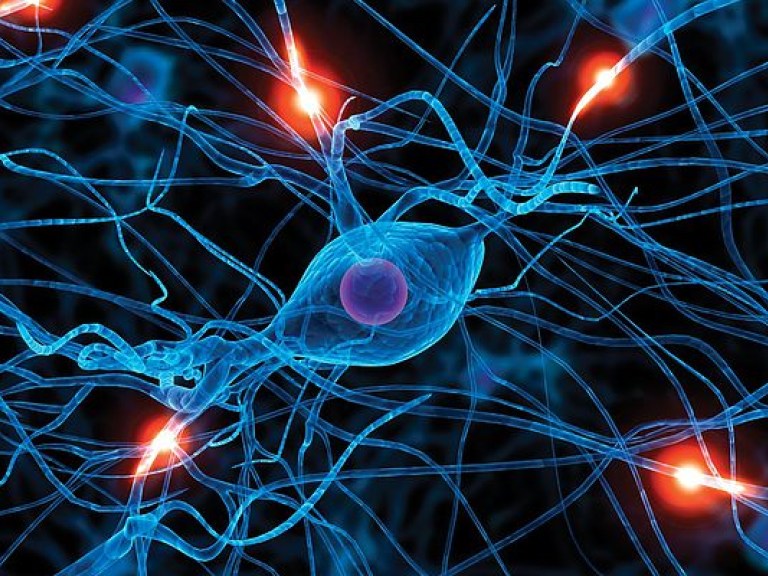 Японские ученые нашли способ восстановить нервные клетки