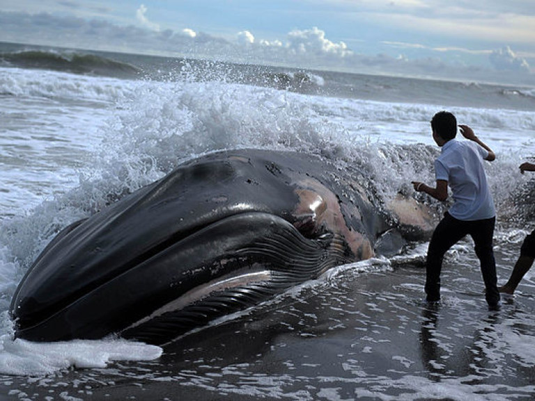 На побережье Чили на сушу выбросились около сорока китов