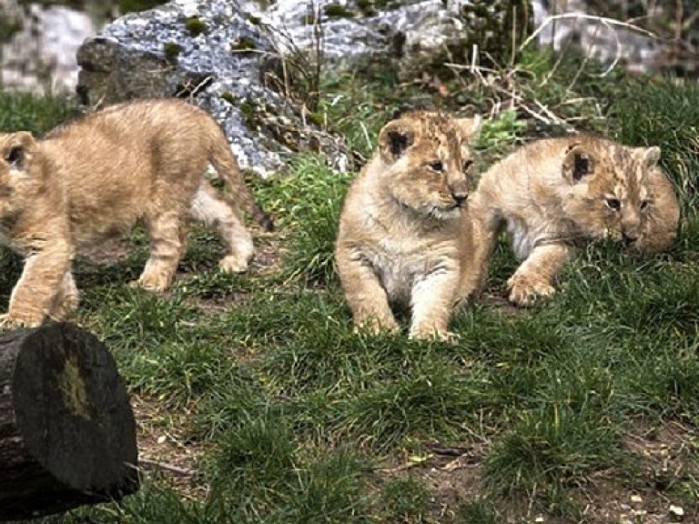 Популяция индийских львов выросла более чем на четверть