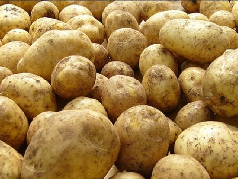 На столичных рынках молодой картофель подешевел на 20 гривен
