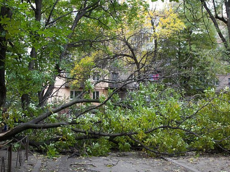 В столице упавшее на автомобиль дерево убило ребенка (ФОТО)