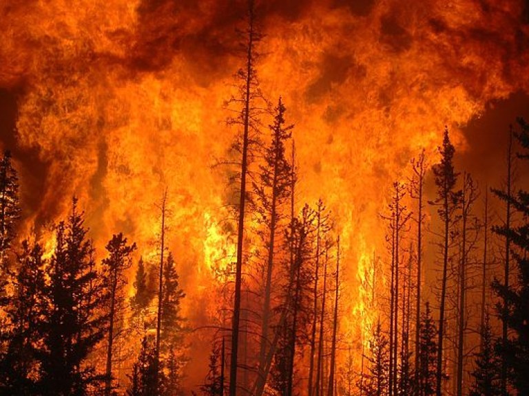 В Забайкалье площадь лесных пожаров за сутки увеличилась более чем в два раза