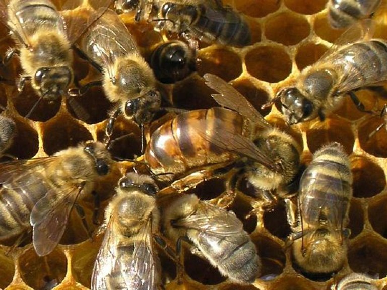 Китаец примерил на себе «костюм» из одного миллиона пчел (ВИДЕО)