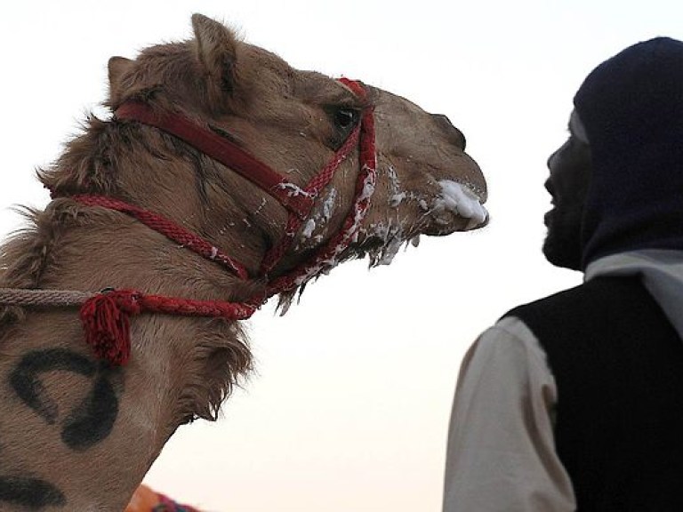 Количество жертв вируса MERS увеличилось до 27
