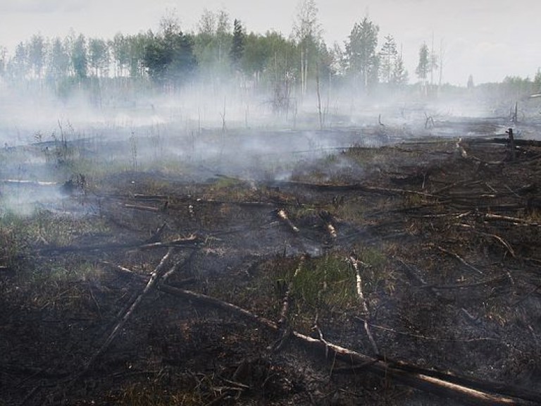 ГСЧС: на Киевщине торфяной пожар почти достиг дачного кооператива, горит лес