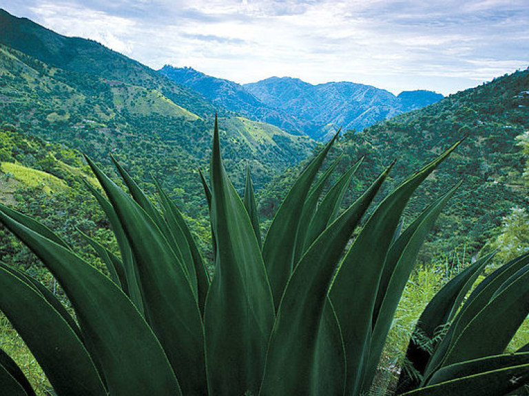 Горы Ямайки признаны объектами всемирного наследия ЮНЕСКО
