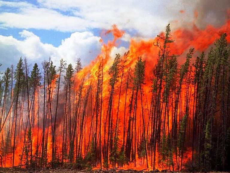 Пожары в Чернобыльской зоне должны скрыть следы незаконной вырубки леса &#8212; эксперт
