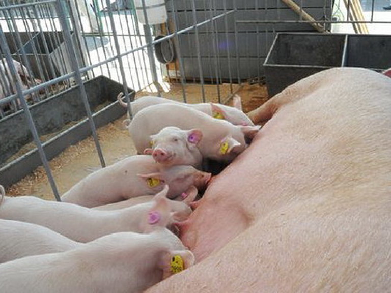 Ученые создали генномодифицированных свиней