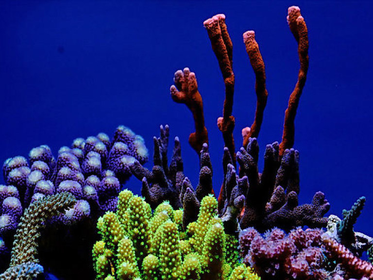 Ученые изобрели искусственные кораллы чтобы очистить океаны от токсичных загрязнений