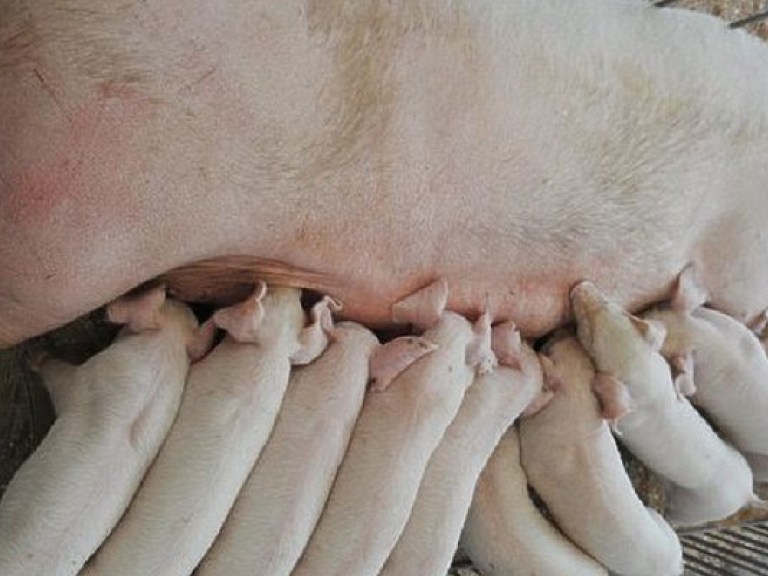 Мясо зараженных африканской чумой свиней не несет вреда для человека — ветеринар